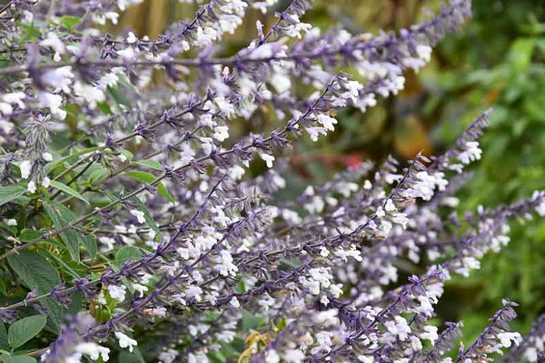 Salvia 'Phyllis Fancy', 'Phyllis Fancy'  Sage, Blue perennial, late blooming perennial, late blooming salvia, late blooming sage